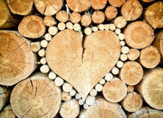 Co po studiach Leśnictwo? Co po studiach Leśnictwo?