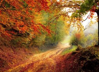 Ile osób pracuje w lasach? Ile osób pracuje w lasach?