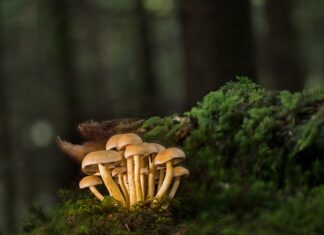 Kiedy montuje się listwy przypodłogowe? Kiedy montuje się listwy przypodłogowe?