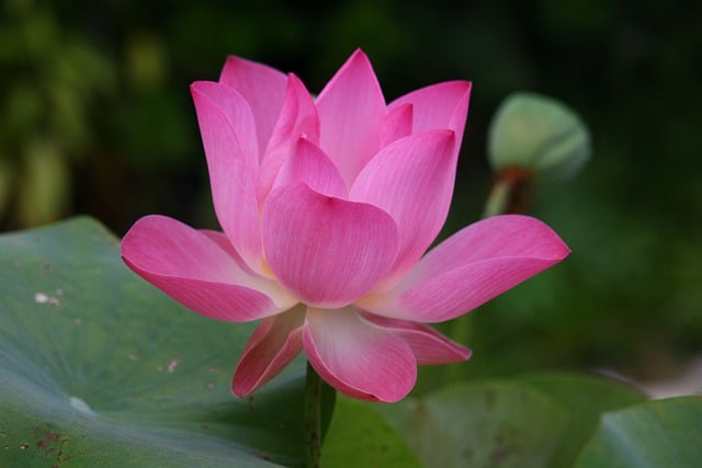 Jak się mówi po angielsku lina? Jak się mówi po angielsku lina?