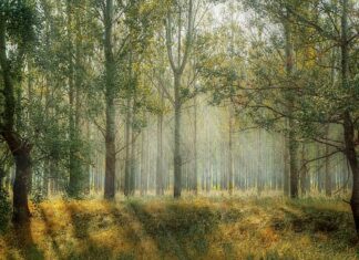 Jakie liny do parku linowego? Jakie liny do parku linowego?