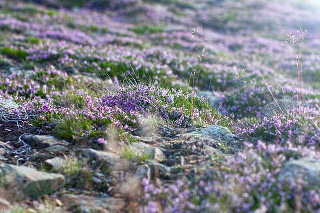 Co oznacza Śnieżka na prostowniku? Co oznacza Śnieżka na prostowniku?
