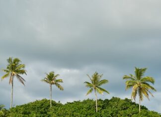 Czy opłaca się posadzić las? Czy opłaca się posadzić las?