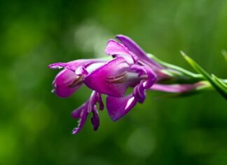 Czy można ogrodzić swój las? Czy można ogrodzić swój las?