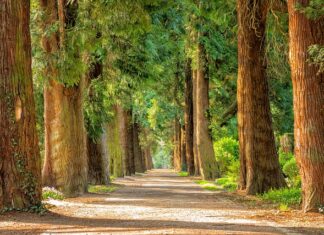 Jaka liną do wycinki drzew? Jaka liną do wycinki drzew?