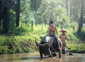 Czy mając hektar lasu jestem rolnikiem? Czy mając hektar lasu jestem rolnikiem?