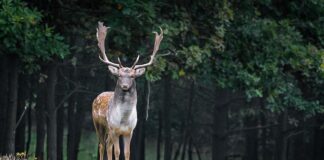 Jaka listwa wtryskowa do stag 4? Jaka listwa wtryskowa do stag 4?