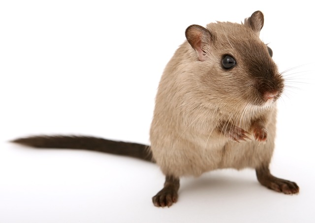 Jak pozbyć się myszy z przyczepy kempingowej?