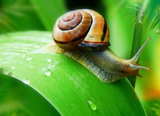 Ile zarabia gajowy? Ile zarabia gajowy?