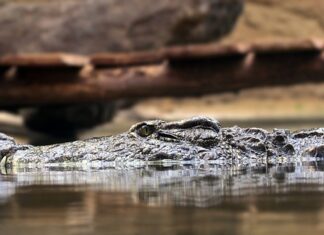 Czy myśliwi mogą wjeżdżać do lasu? Czy myśliwi mogą wjeżdżać do lasu?